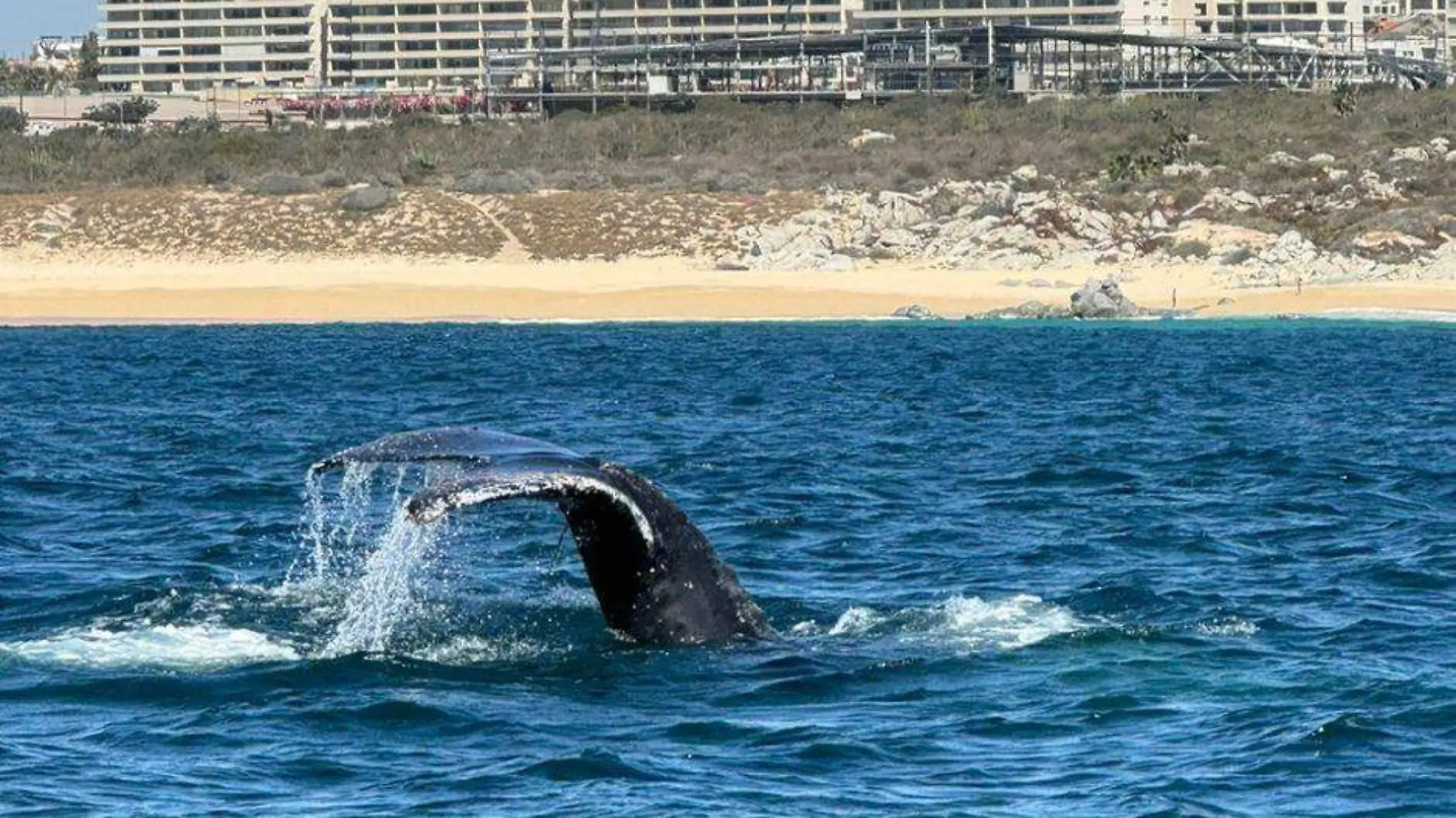 rescatan a ballena en lo cabos